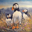 Painting of Puffins